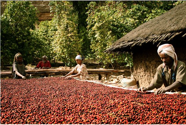 Ethiopian Coffee Varieties